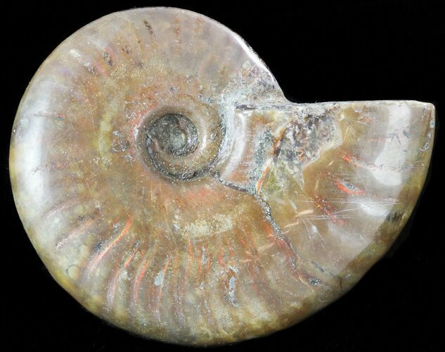 Flashy Red Iridescent Ammonite - Wide #45779